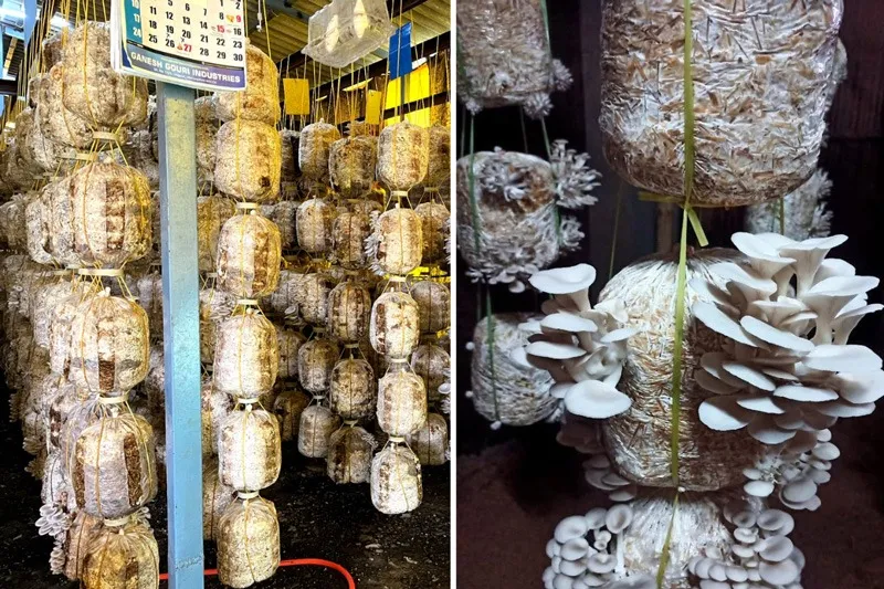 Santosh-bangar-oyster-mushroom-farm-30stades