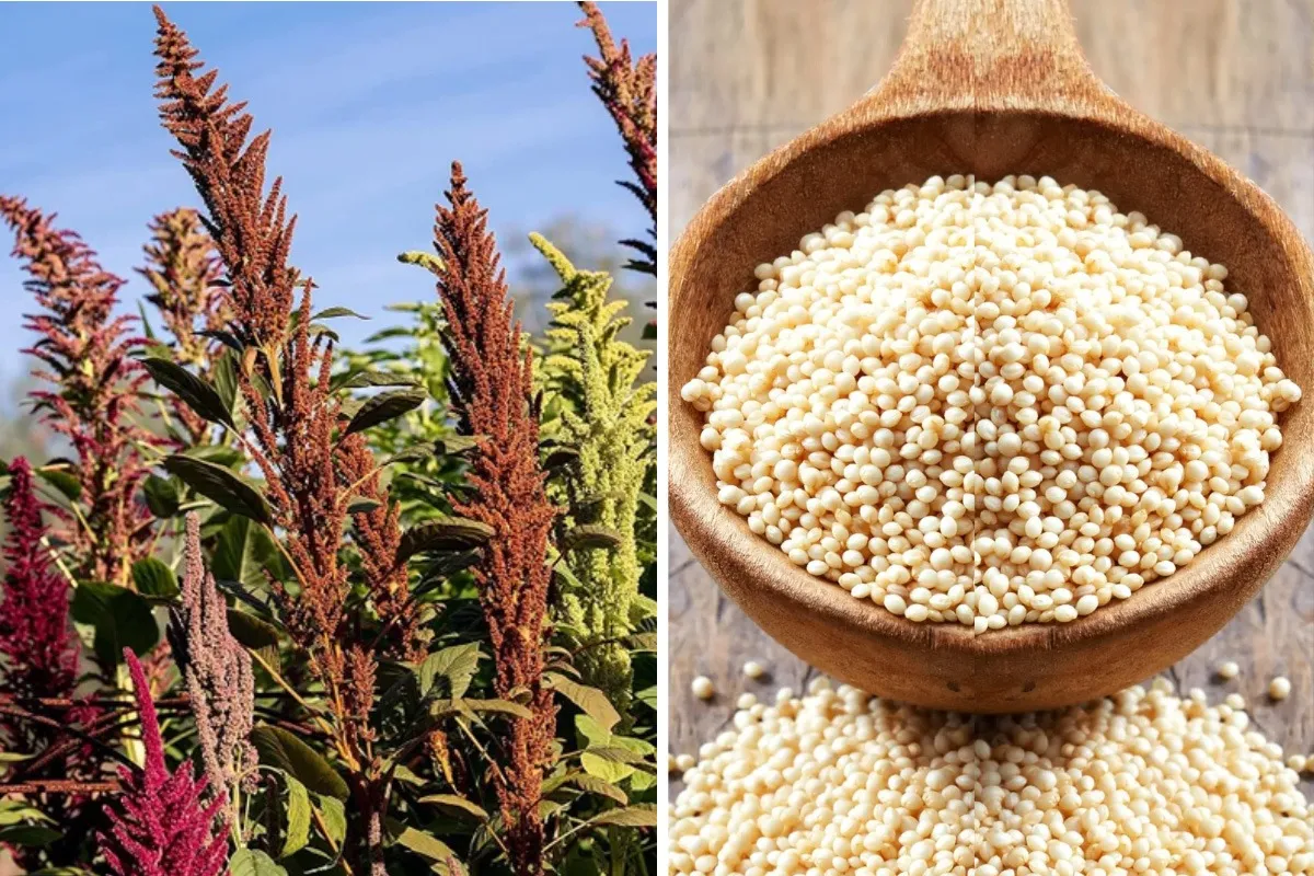 rajgira-amaranth-superfood-lead-30stades
