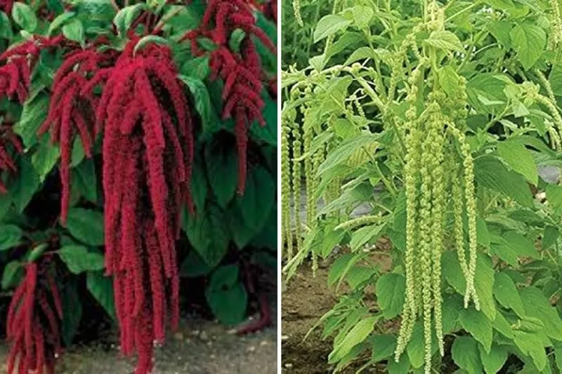 rajgira-amaranth-superfood-red-green-30stades
