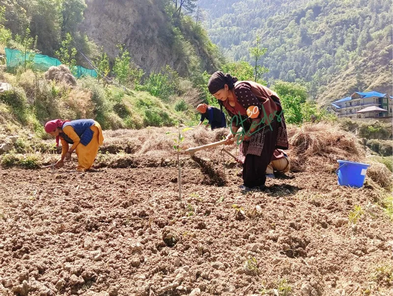 anita-negi-kullu-natural-farmer-ploughing-30stades