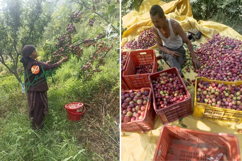 anita-negi-kullu-natural-farmer-plum-30stades