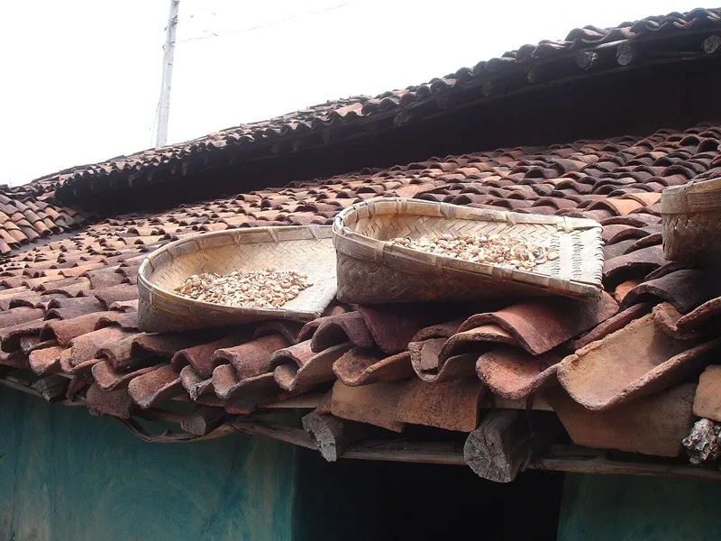 mahua-superfood-sun-drying-flowers-supa-30stades