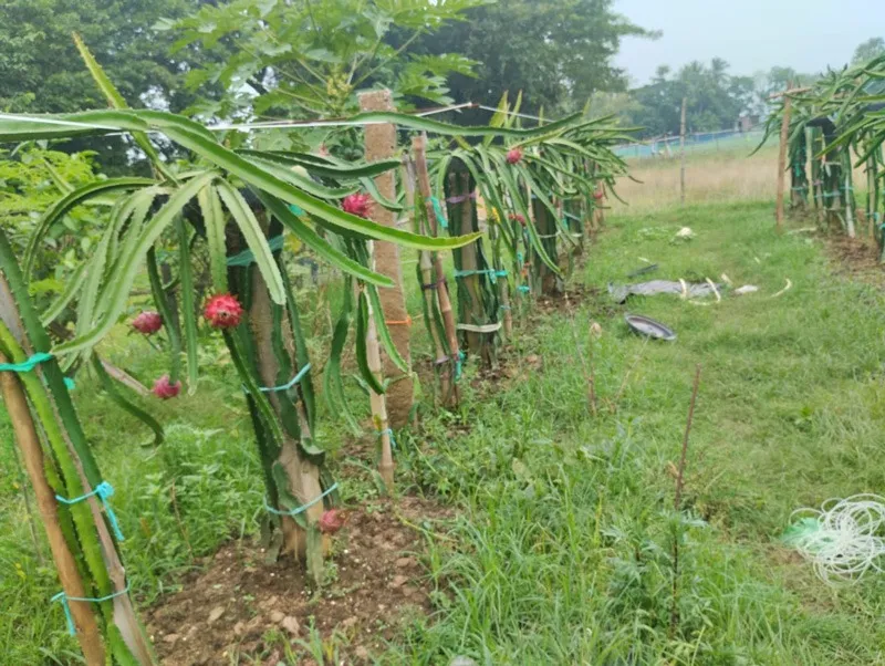 babuli-dragon-fruit-farm-plants-30stades