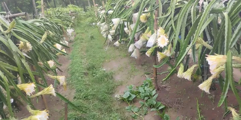 babuli-dragon-fruit-flowering-30stades