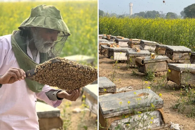 jagdev-organic-honey-apiary-30stades