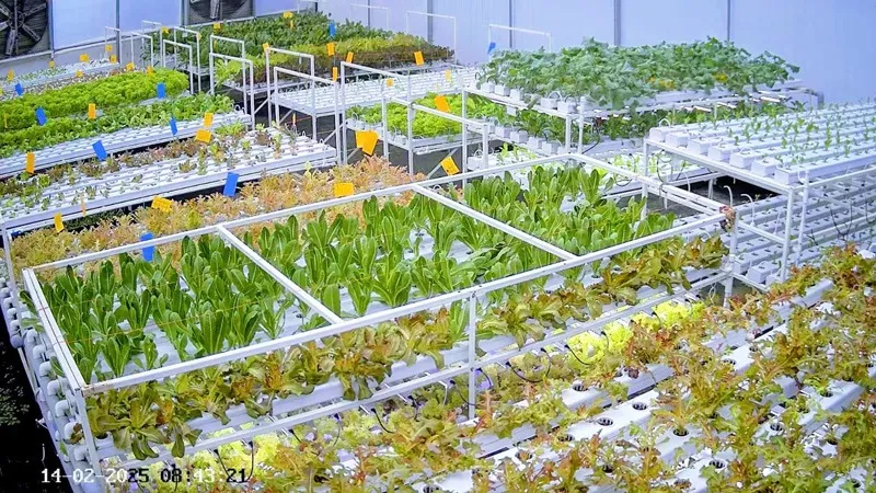 greencopia-hydroponic-kerala-herbs-30stades
