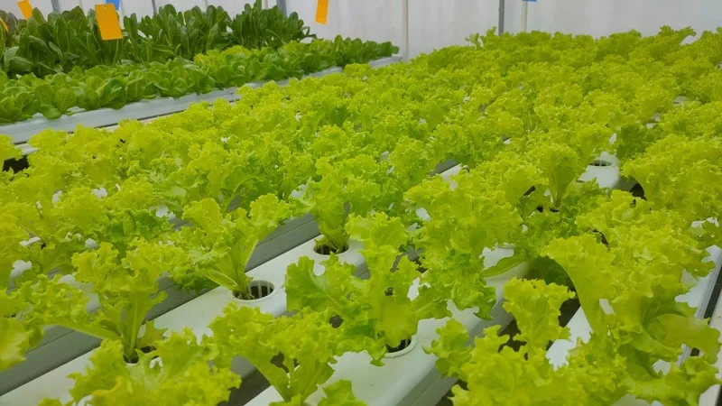 greencopia-hydroponic-kerala-lettuce-variety-30stades