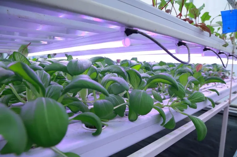 greencopia-hydroponic-kerala-precision-farming-30stades