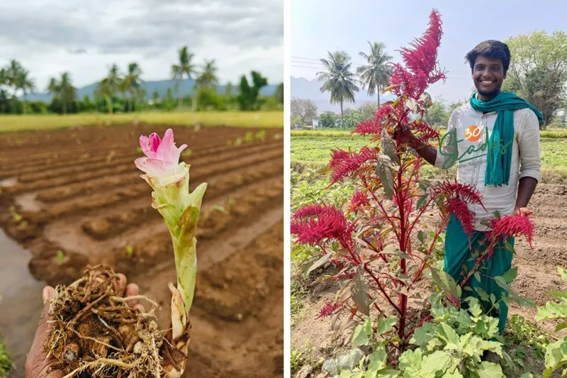 Sundar-r-seed-saver-pondicherry-fields-30stades