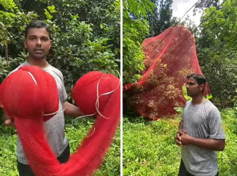 shino-mathews-mallu-farmer-rambutan-fishing-nets-30stades