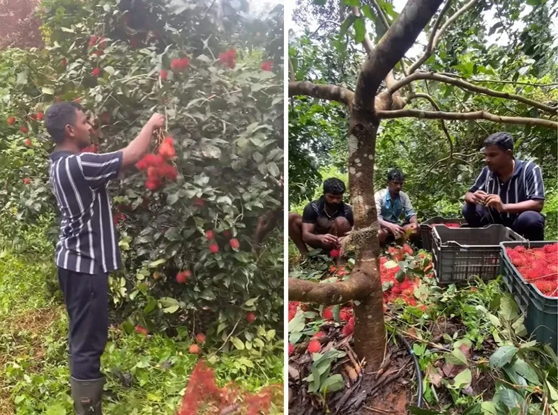 shino-mathews-mallu-farmer-rambutan-harvesting-30stades