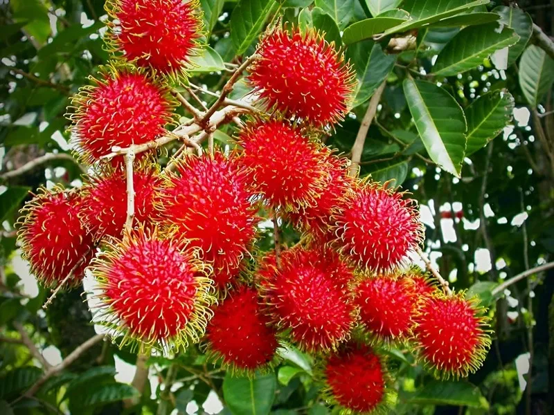 shino-mathews-mallu-farmer-rambutan-n18-30stades