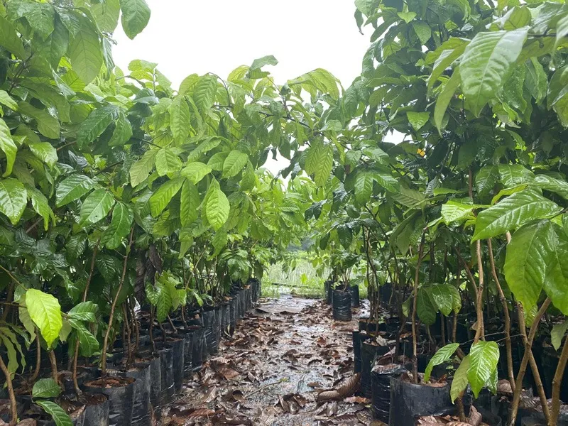 shino-mathews-mallu-farmer-rambutan-saplings-30stades