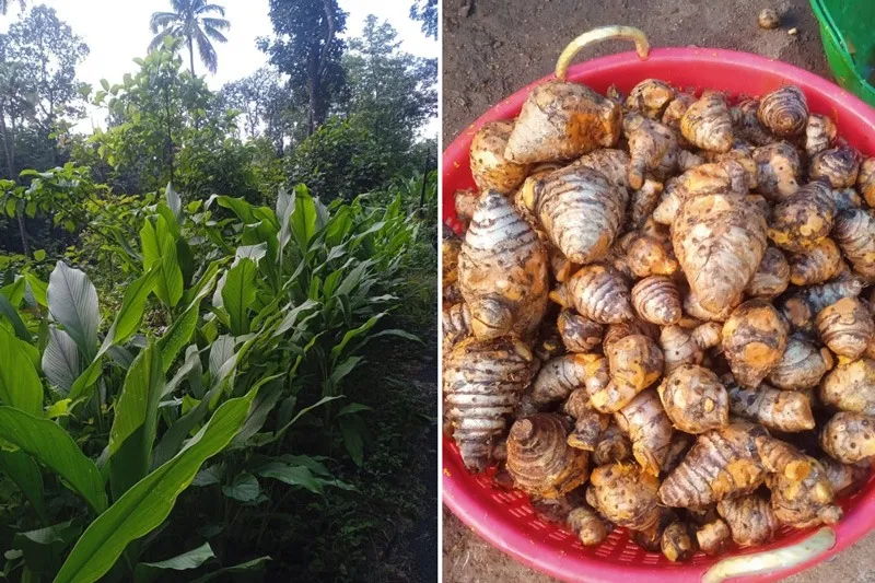 sibi-arrowroot-kerala-plantation-crop-30stades