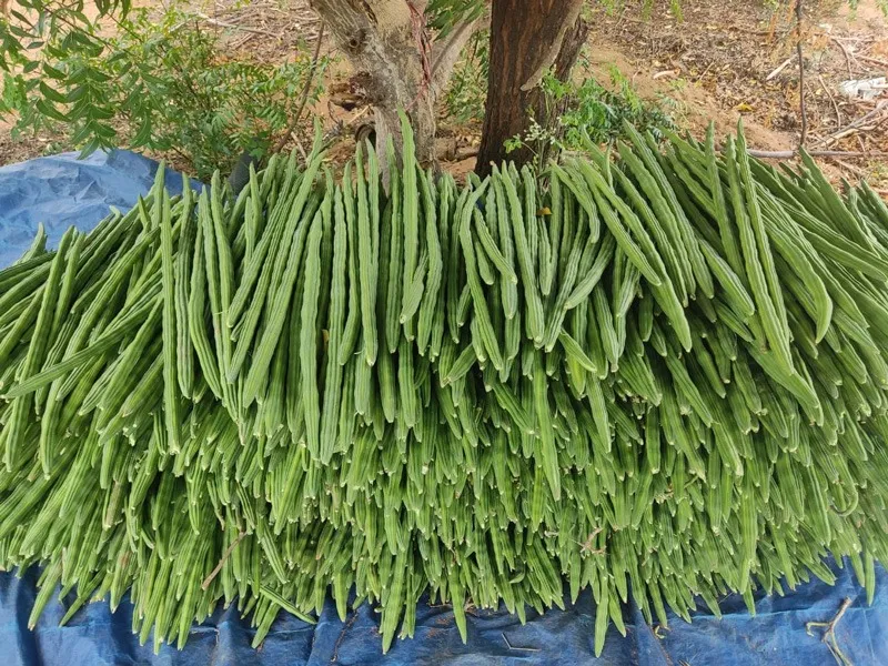 umesh-rao-moringa-drumsticks-30stades