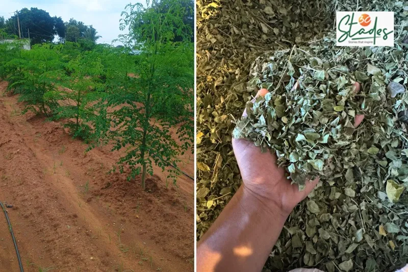 umesh-rao-moringa-dry-leaves-30stades