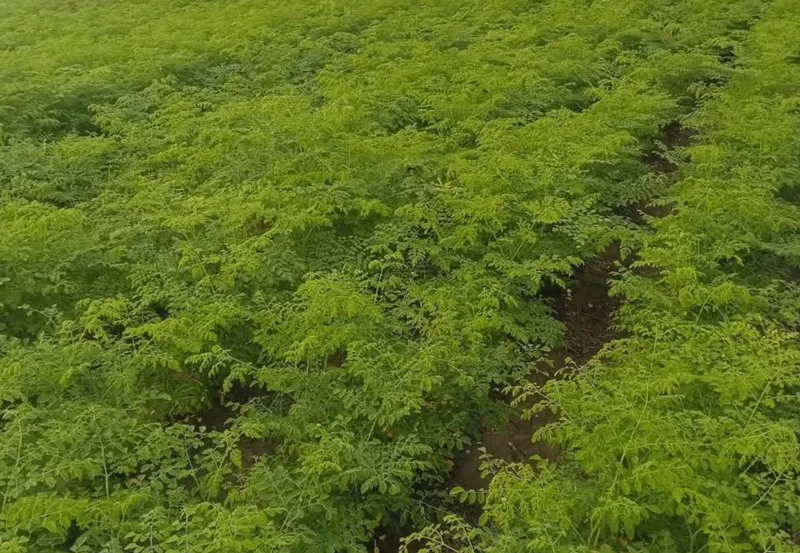 umesh-rao-moringa-high-density-30stades