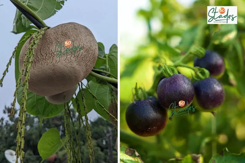 pradeep-kumar-seed-saver-air-potato-30stades