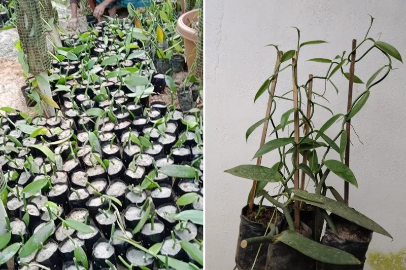 camerina-rabha-vanilla-assam-plant-cuttings-30stades