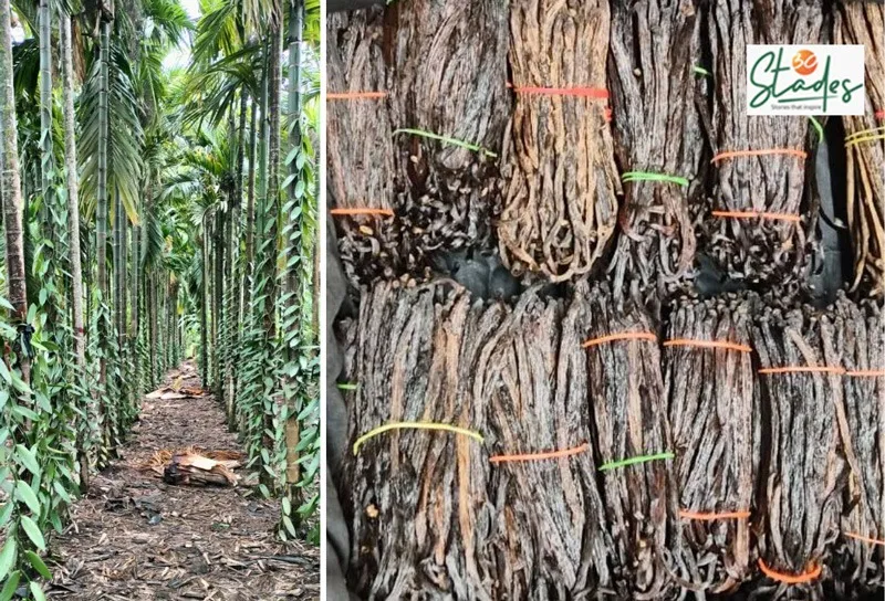 camerina-rabha-vanilla-dry-beans-30stades