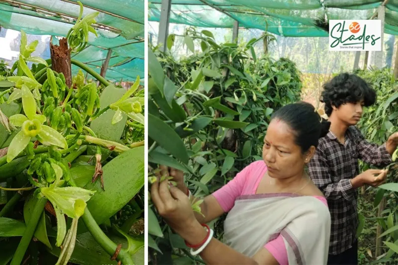 camerina-rabha-vanilla-pollination-30stades