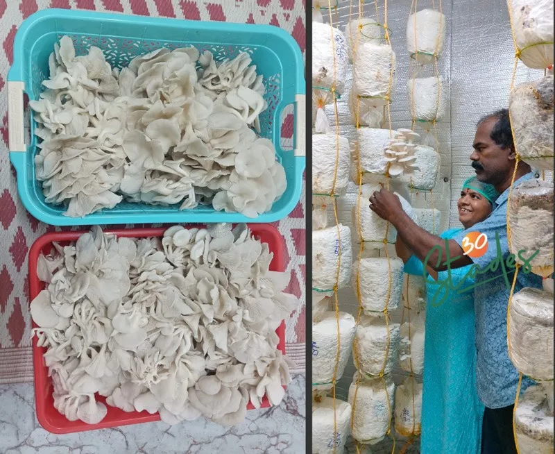 moonkoon-mushroom-nurse-husband-30stades