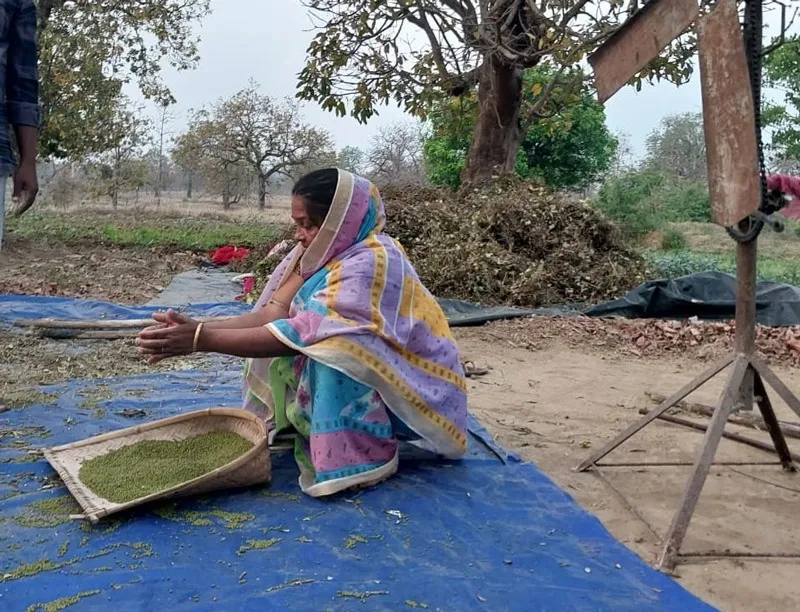 legumes-fallow-land-odisha-beneficiary30stades
