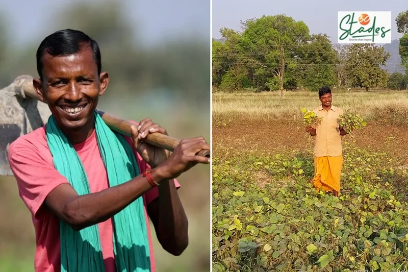 legumes-fallow-land-odisha-krushna-30stades