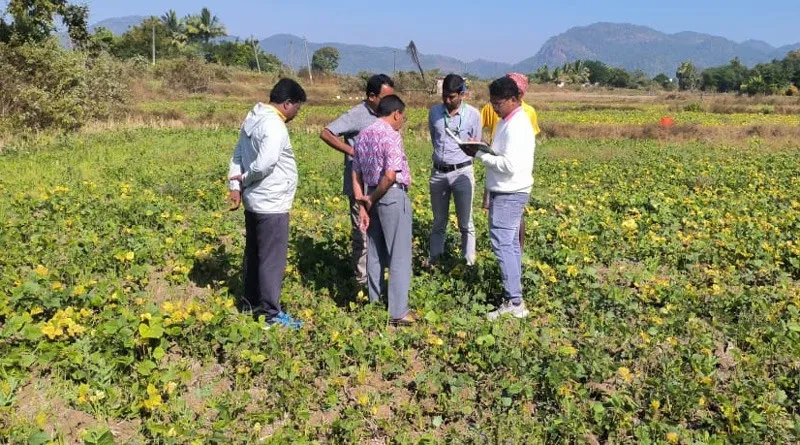 legumes-fallow-land-odisha-officials-jpg