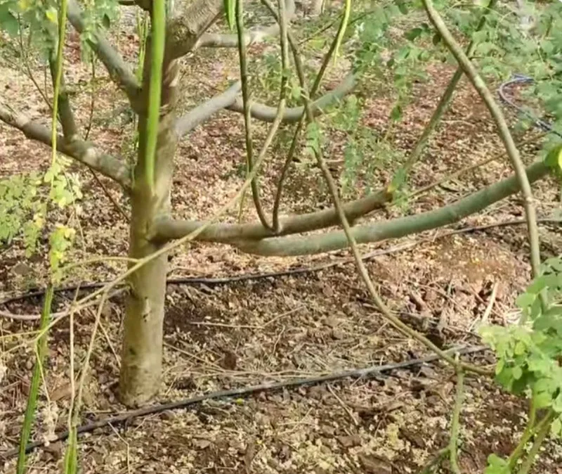 prakash-udagatti-drumstick-drip-irrigation-30stades