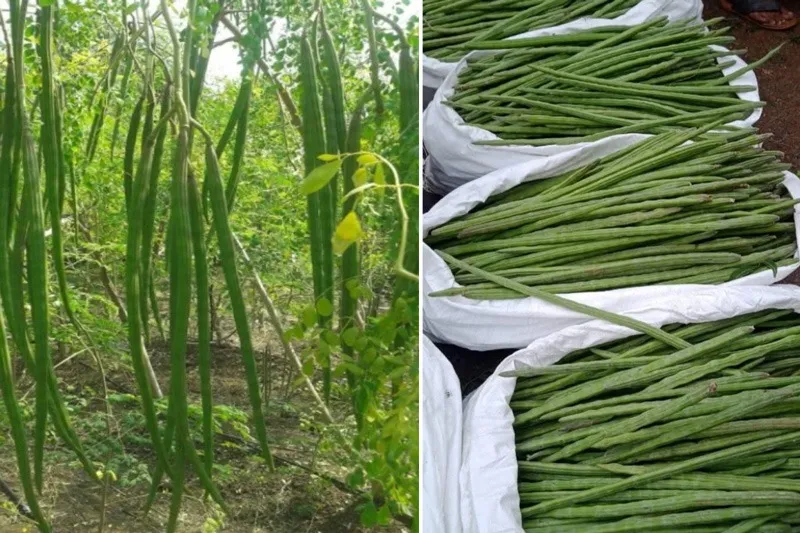 prakash-udagatti-drumstick-on-tree-harvest-30stades