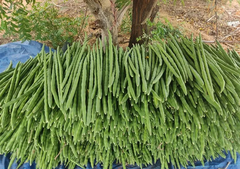 prakash-udagatti-moringa-belgaum-drumsticks-30stades