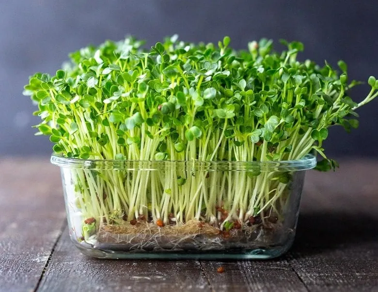 microgreens-indoor-farming-plastic-tub-30stades