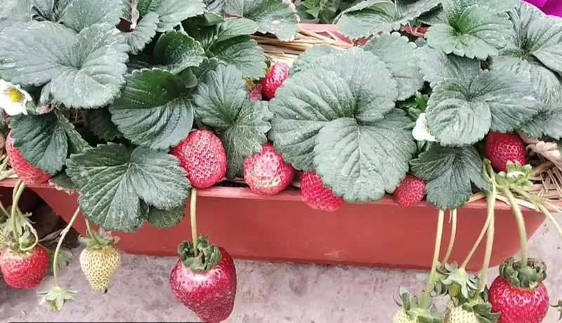 balcony-orchard-strawberries-30stades