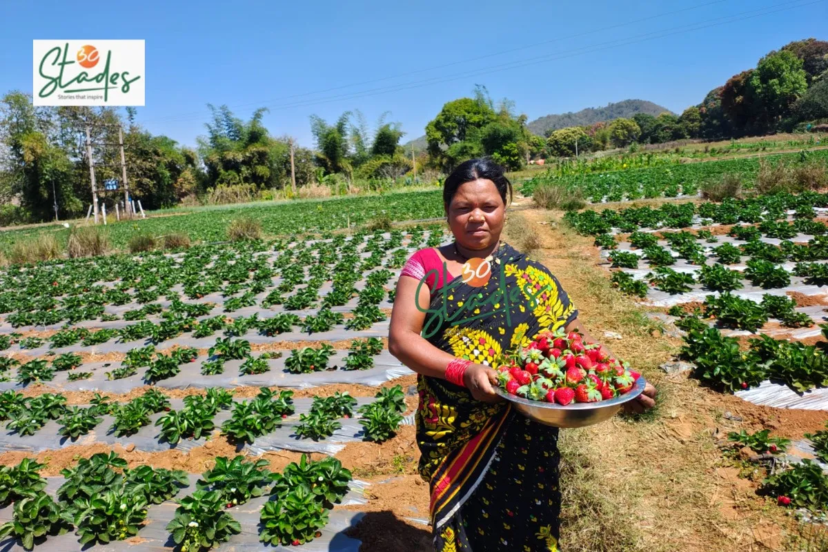 koraput-strawberry-farming-tribal-lead-30stades