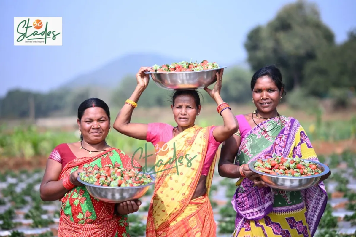 koraput-strawberry-farming-tribal-three-30stades