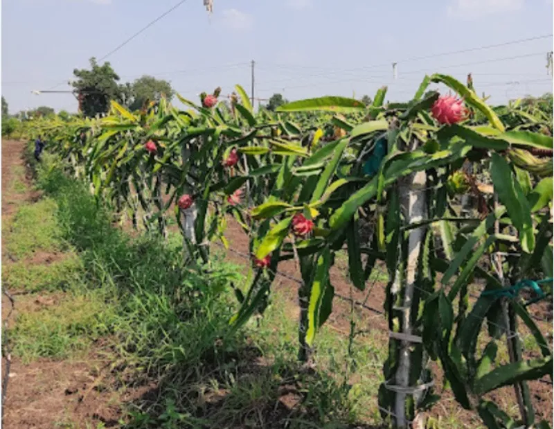prasad-ramchawre-dragon-fruit-plants-30stades