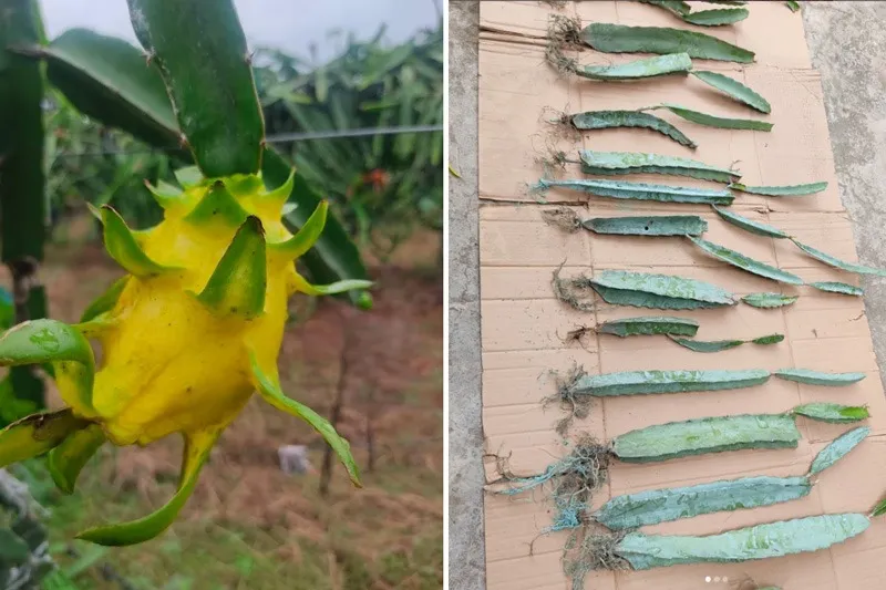 prasad-ramchawre-dragon-yello-saplings-30stades