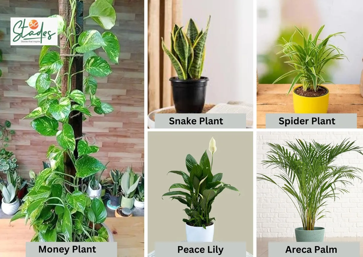 five-indoor-plants-air-purifiers-30stades