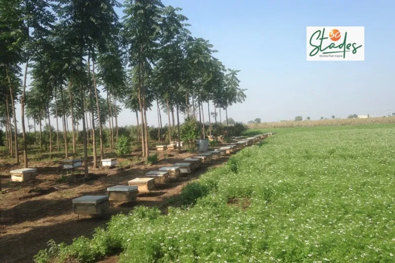 brijesh-organic-honey-gujarat-fields-30stades