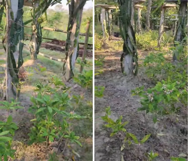 reeva-dragon-fruit-juice-intercropping-30stades