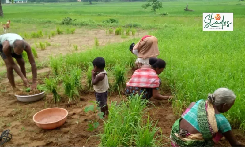 rantal-native-paddy-organic-munda-family-30stades