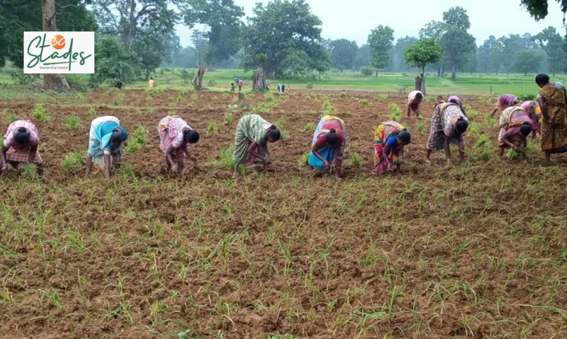 rantal-native-paddy-organic-transplantation-30stades