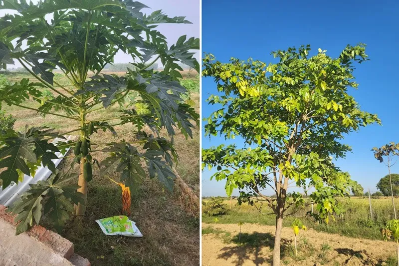 Tuhi-farms-organic-papaya-kadamb-30stades