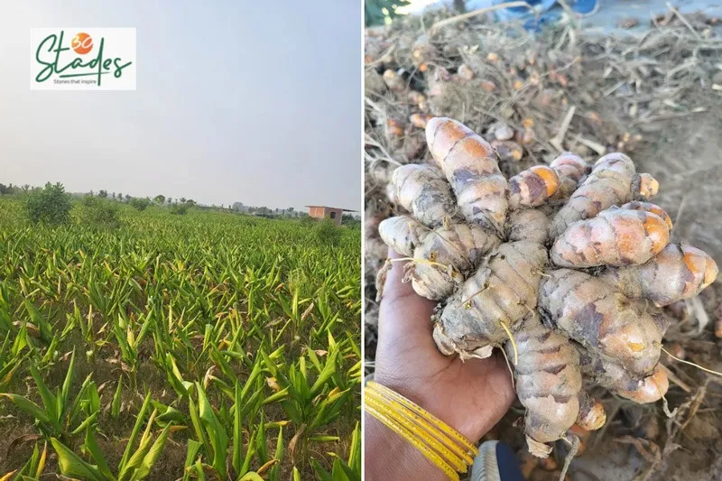 Tuhi-farms-organic-turmeric-30stades