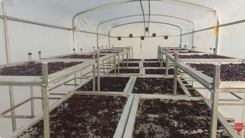 ganesh-kadam-nashik-grapes-dehydrating-30stades