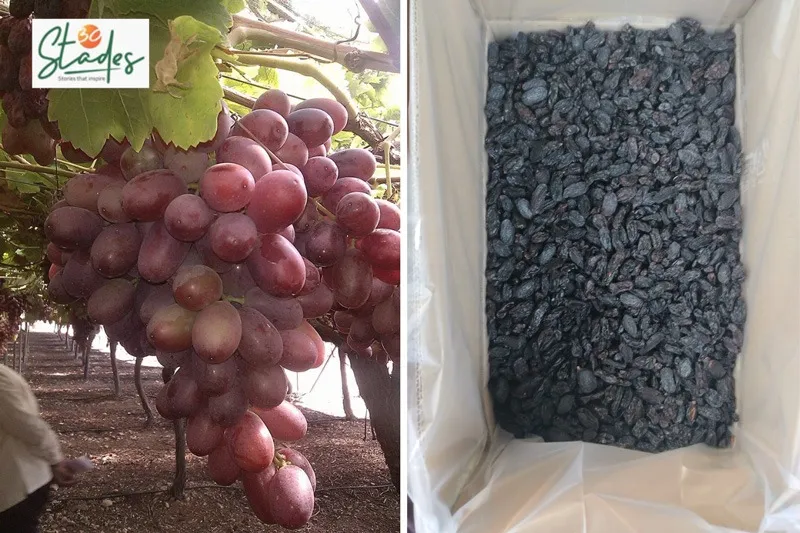 ganesh-kadam-nashik-grapes-fresh-dehydrating-30stades