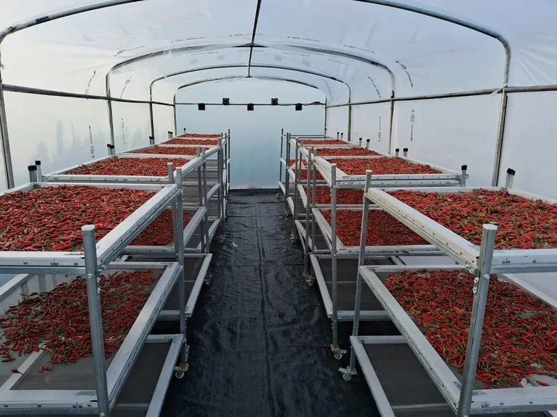 ganesh-kadam-nashik-grapes-chillies-dehydrating-30stades