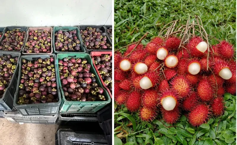 Philip-kurien-mangosteen-rambutan-harvest-30stades