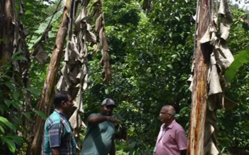 Philip-kurien-mangosteen-rambutan-plants-30stades